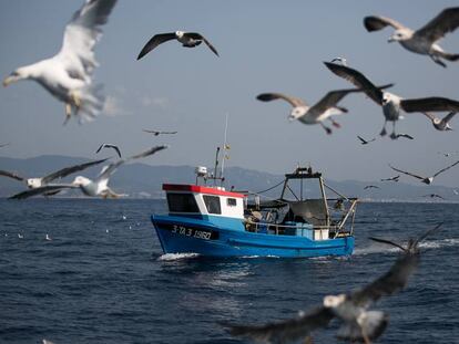 Un pesquer envoltat d'aus marines davant de la costa de Mataró.