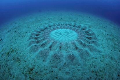 Durante los últimos 20 años, los científicos han intentado averiguar el origen de estas extrañas formaciones circulares, de dos metros de diámetro y trufadas de formas geométricas, que aparecían en el fondo marino frente a la costa de la isla japonesa Amami Oshima. El 'arquitecto' ha resultado ser el macho de una nueva especie de pez globo, 'Torquigener albomaculosus', que construye estos nidos para atraer a las hembras.