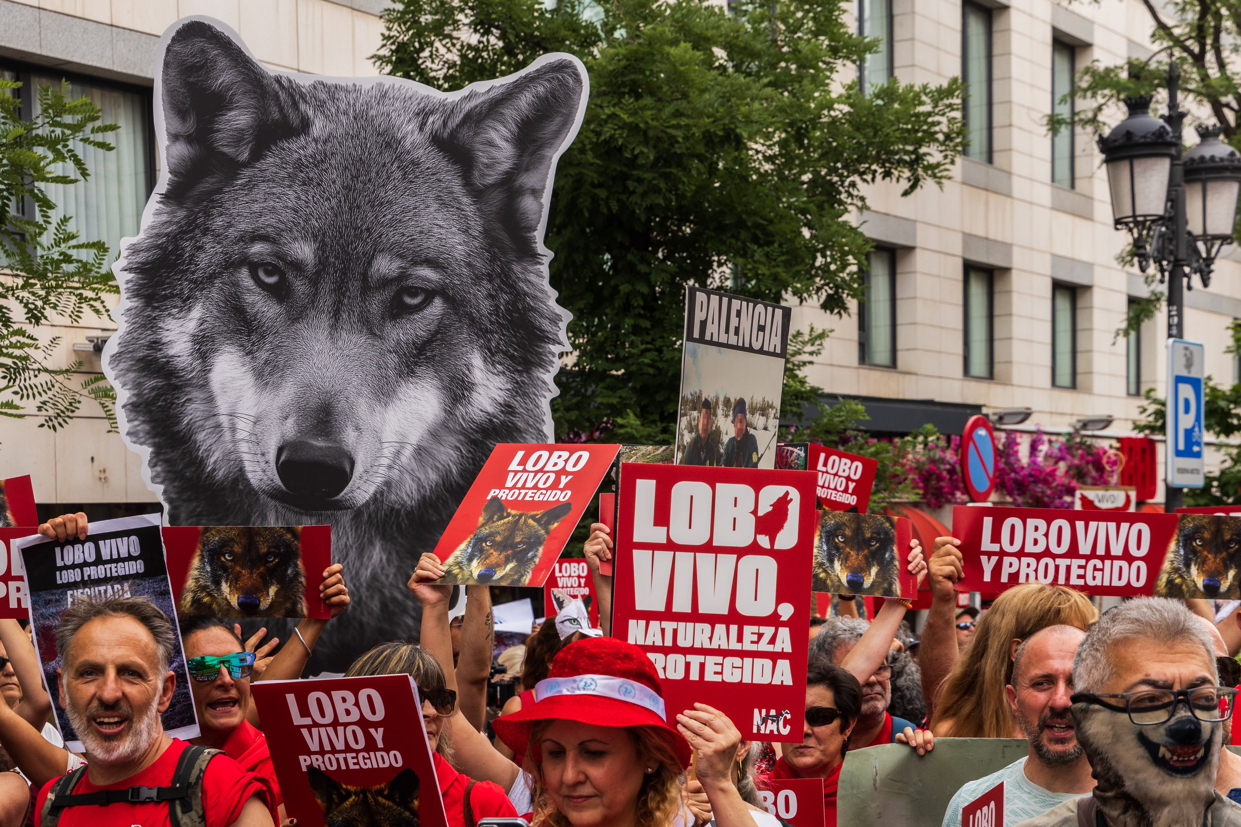 El Constitucional admite a trámite el recurso del Defensor del Pueblo por la desprotección del lobo