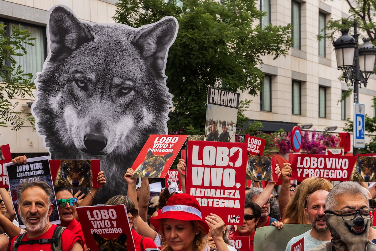 El Constitucional admite a trámite el recurso del Defensor del Pueblo por la desprotección del lobo | Clima y Medio Ambiente