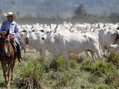 Cria&ccedil;&atilde;o de gado em S&atilde;o F&eacute;lix do Xingu, no Par&aacute;.