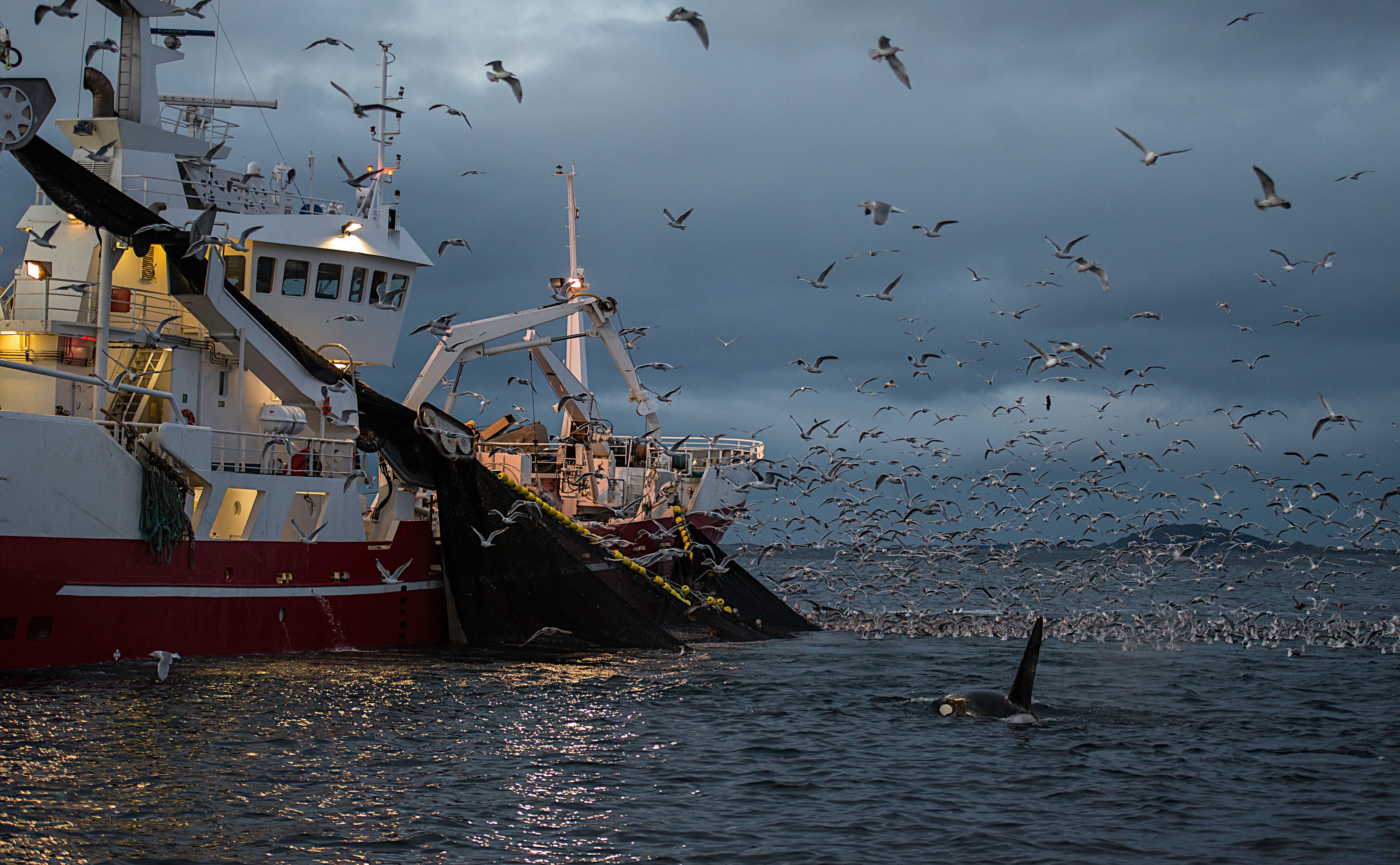 Los delfines están dejando de colaborar con los pescadores