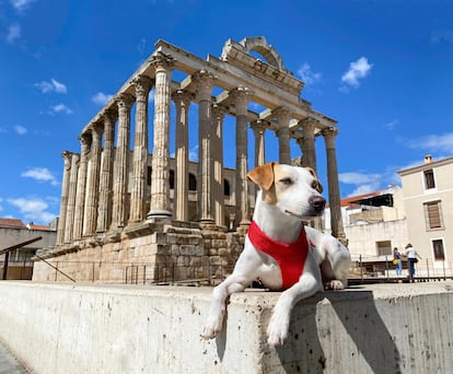 Pipper, uno de los primeros perros 'influencers' en el mundo del turismo, en el Templo de Diana