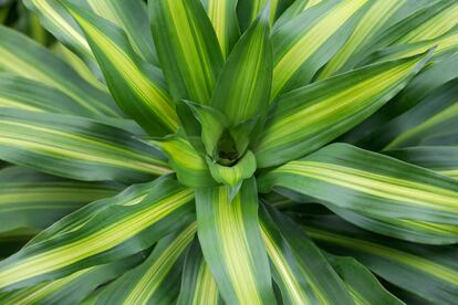 Uno de los muchos cultivares de tronco del Brasil, una planta que en realidad es africana.