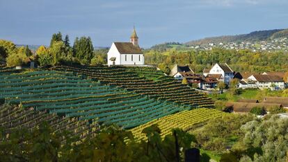 Viñedos en Rheinau, Zúrich (Suiza).