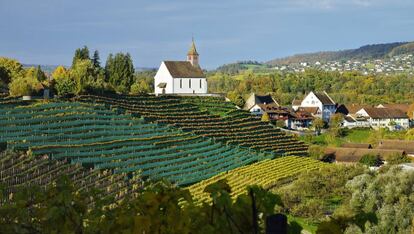 Viñedos en Rheinau, Zúrich (Suiza). 