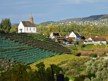 Viñedos en Rheinau, Zúrich (Suiza). 