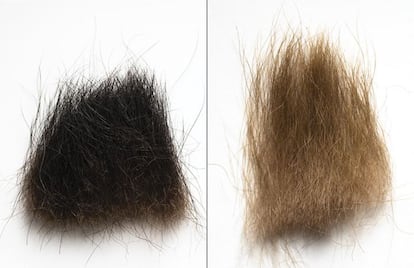 Brown panda fur has fewer melanosomes (pigment-accumulating cell organelles) and half as many small ones.