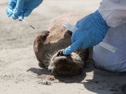 Personal del Servicio Nacional Forestal y de Fauna Silvestre (SERFOR) revisa una nutria que murió en Chepeconde, en Lima, Perú, 22 de febrero de 2023.