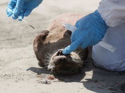 Personal del Servicio Nacional Forestal y de Fauna Silvestre (SERFOR) revisa una nutria que murió en Chepeconde, en Lima, Perú, 22 de febrero de 2023.