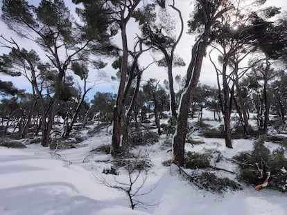 Árboles dañados por el temporal Filomena en la Casa de Campo de Madrid.