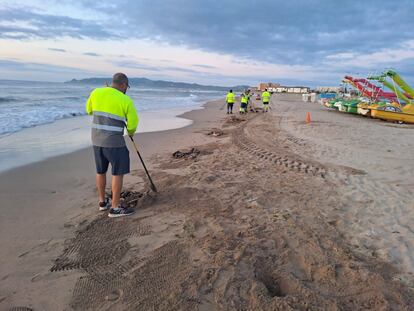 Torroella de Montgrí activa un dispositivo de emergencia para limpiar las playas afectadas por algas y residuos del Ter