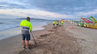 Torroella de Montgrí activa un dispositivo de emergencia para limpiar las playas afectadas por algas y residuos del Ter