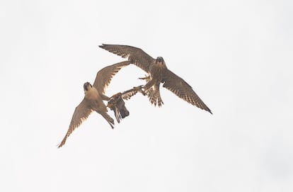 Pareja de halcones peregrinos que anidan en la basílica de la Sagrada Familia. Han cazado una paloma, para alimentar a sus polluelos.