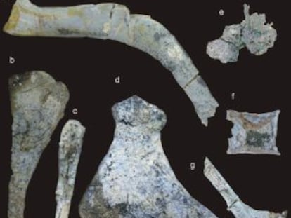 Fragmentos de huesos de reptiles marinos hallados en Jaén.
