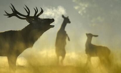 Un ciervo rojo y dos hembras, durante la berrea, en el británico Richmond Park, en 2015.