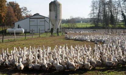 Patos en una granja del suroeste de Francia, en diciembre de 2015.