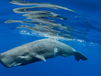 Un cachalote en aguas de Las Azores, en el océano Atlántico.