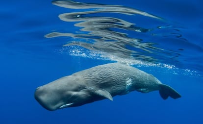 Un cachalote en aguas de Las Azores, en el océano Atlántico.