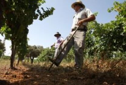 Labores agr&iacute;colas en un vi&ntilde;edo de Extremadura.