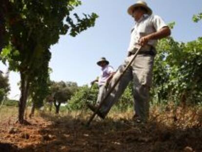 Labores agr&iacute;colas en un vi&ntilde;edo de Extremadura.