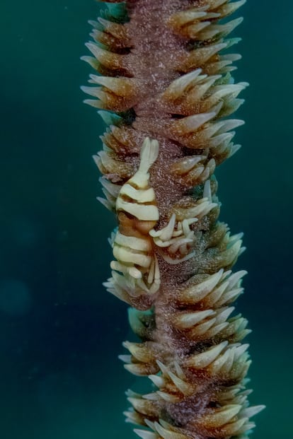 Camarón (Dasycaris zanzibarica) en Anilao (Filipinas).