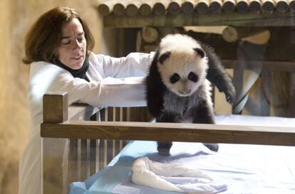 Xing Bao (Tesoro de Estrella), esta mañana durante su presentación en sociedad, es el nombre del joven oso panda del Zoológico Aquarium de Madrid.