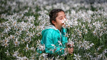 Una niña huele unos narcisos en un campo al este de Turquía.