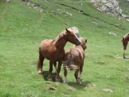 Caballos en este parque natural al noreste de Barcelona.