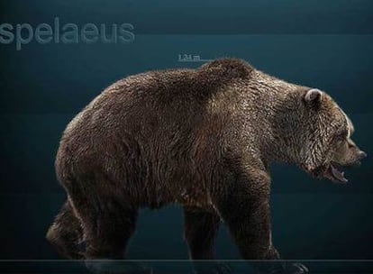 Así era le oso de las cavernas europeo en una imagen tomada de la Wikipedia.