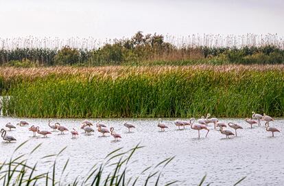 El Tancat de la Pipa, en l'Albufera.