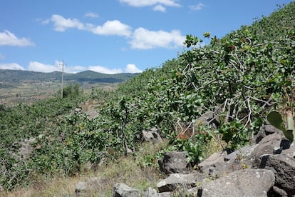 Psitacho verde de Bronte.