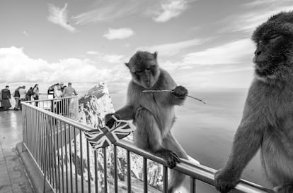 Monos con la bandera de la Union Jack, en el peñón de Gibraltar. 