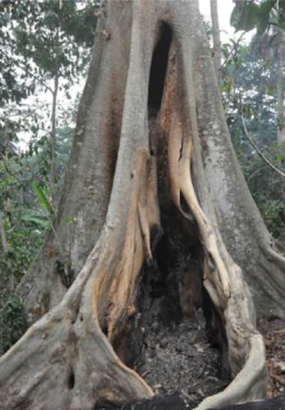 En este &aacute;rbol, cercano a la casa del primer infectado, viv&iacute;a una colonia de murci&eacute;lagos posible origen de la infecci&oacute;n. EMBO