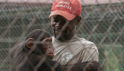 Ephraim Ngiribwa, uno de los empleados del Centro de Rehabilitación de Primates de Lwiro, abraza a un joven chimpancé. 