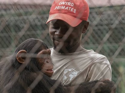 Ephraim Ngiribwa, uno de los empleados del Centro de Rehabilitación de Primates de Lwiro, abraza a un joven chimpancé. 