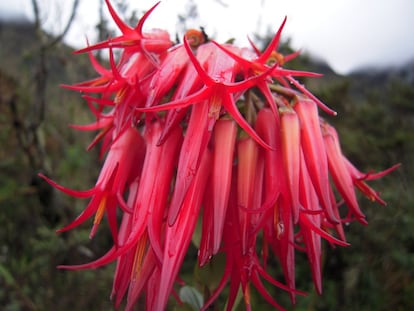 Essa planta da espécie 'Ceratostema alatum' é encontrada na Colômbia e Equador. A Colômbia possui 23.104 espécies de plantas, das quais 6.739 são endêmicas. Por sua vez, o Equador tem 17.548, das quais 5.480 são exclusivamente desse país.