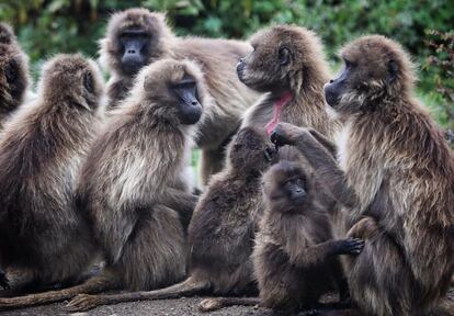 Una de las características más reseñables de estos primates es que pasan buena parte del tiempo sentados.
