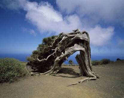 Una sabina, el árbol emblemático de la isla, en El Sabinar de El Hierro