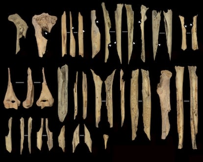 Sommige van de gevonden botten vertoonden sporen van menselijke snijwonden, kookwonden of beten. De auteurs gebruikten forensische technieken om ze te identificeren.