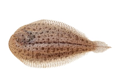 'Apionichthys sauli'.