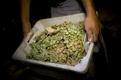 La uva palomino es la recogida en le finca El Corregidor para elaborar los finos de la bodega Luis Pérez.