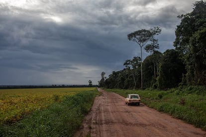 Una carretera dentro de la hacienda Minuano, ubicada a las afueras de Sinop. A la izquierda, un cultivo; a la derecha, parte de la vegetación que por ley debe ser preservada. Con 5.100 hectáreas, su principal cosecha es la soja, pero también plantan maíz, arroz y alubias.