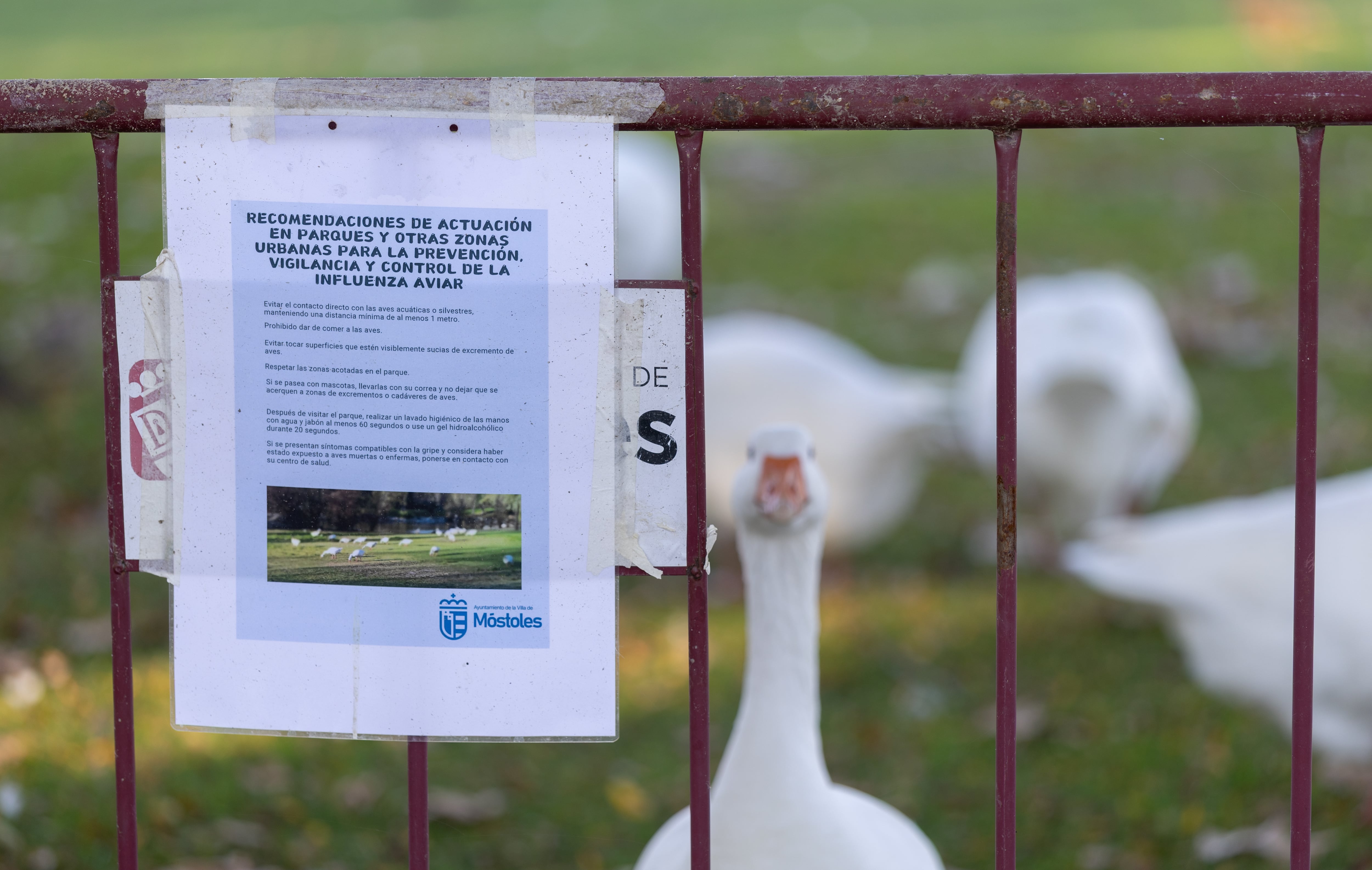 El Gobierno confina desde hoy aves de corral en 1.200 municipios para no propagar la gripe aviar