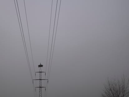 Una cigüeña en su nido situado en el poste de un tendido eléctrico.