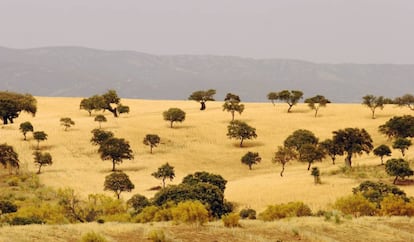 Los Pedroches (Córdoba).