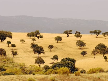 Los Pedroches (Córdoba).