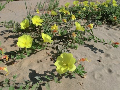 'Oenothera drummondii'