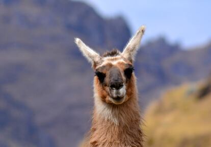 Por el camino es frecuente encontrar llamas y alpacas, los animales más característicos de los Andes.
