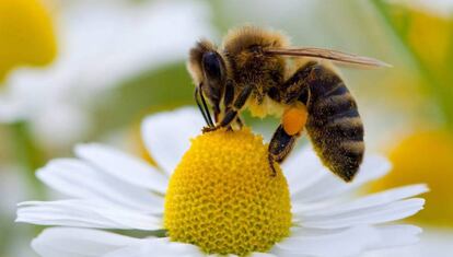 Las desaparición de las abejas sería una gran catástrofe para el mundo.
